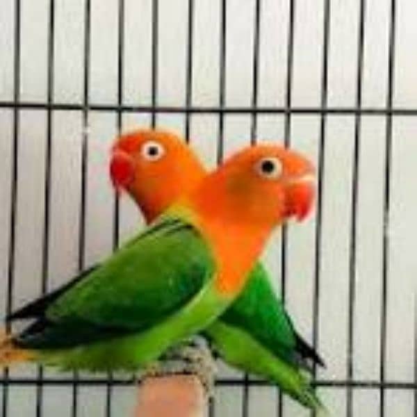 Breeder Pairs - lovebirds 4