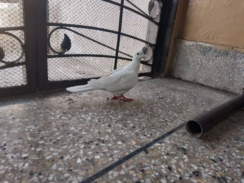 breeder pair White Dove red eyes 0