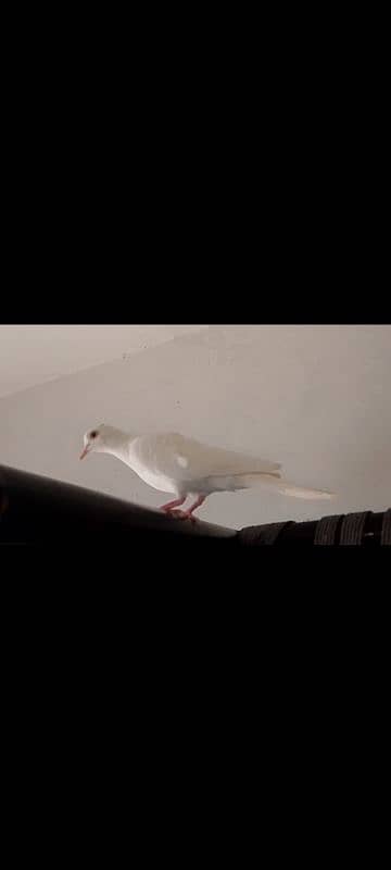 breeder pair White Dove red eyes 1