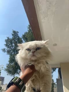 persian cat triple coat blue eyes