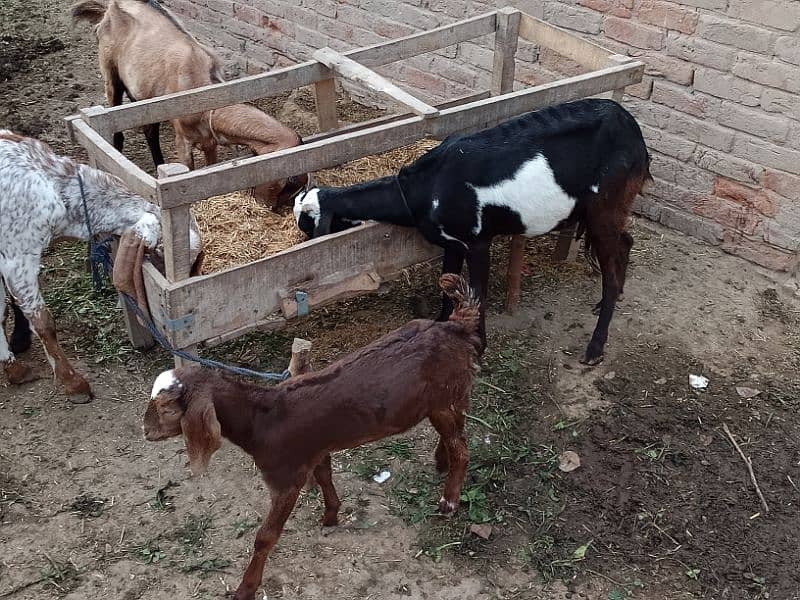 dasi bakri with 1 bacha femal 2