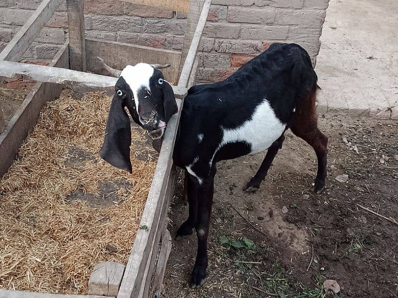 dasi bakri with 1 bacha femal 6