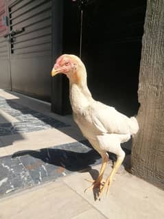 white shamu female