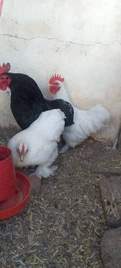 2 male 1 female for sale ready to breed number what's 03077289746