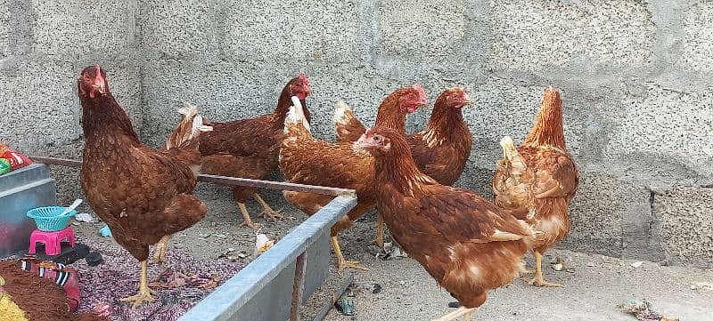 hens for sell urgent sell 0