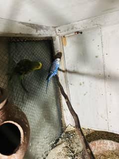 Australian parrots