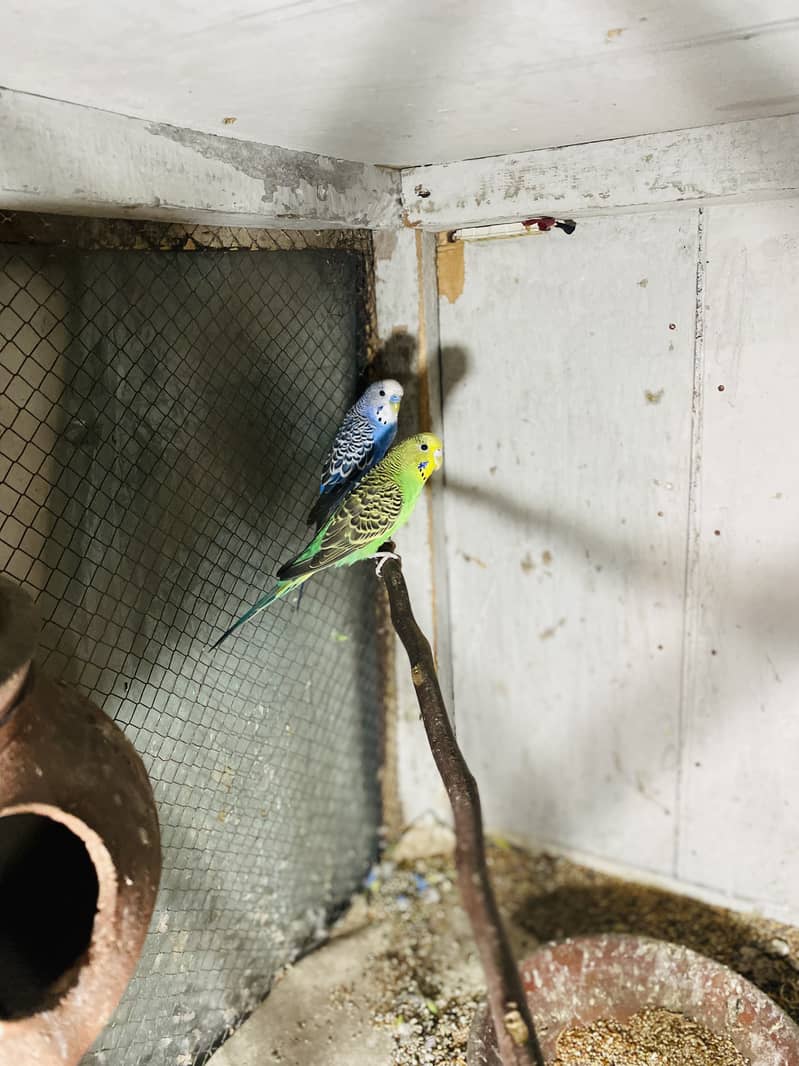 Australian parrots 2