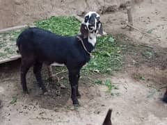 dasi Bakra age 3/5 minth