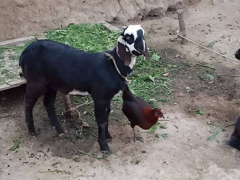 dasi Bakra age 3/5 minth 1