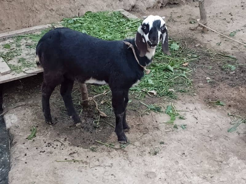 dasi Bakra age 3/5 minth 2