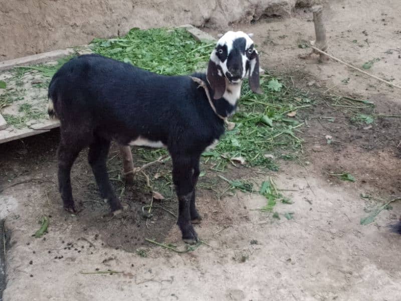 dasi Bakra age 3/5 minth 5