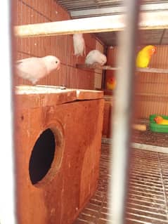 Latino parsanta/ albino firsher mix birds