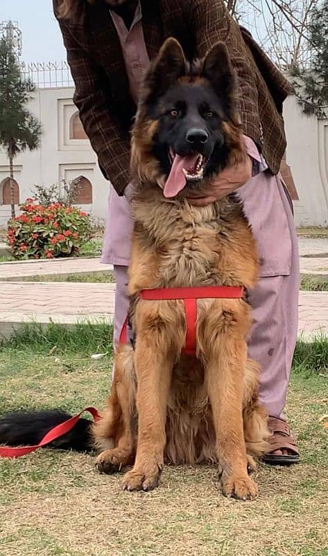 German shepherd proper long coat male available for sale 1