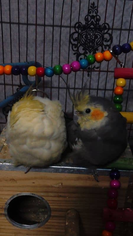 Hand tamed pair of cockatiel 0