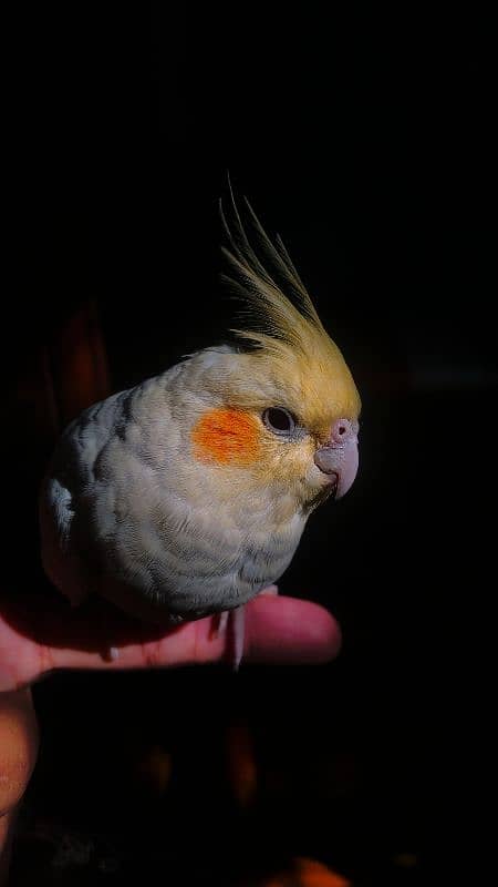 Hand tamed pair of cockatiel 3