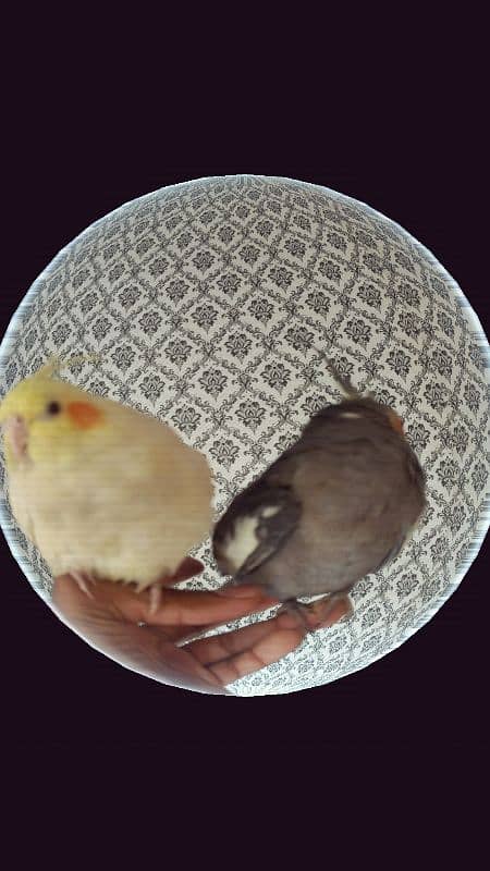 Hand tamed pair of cockatiel 5