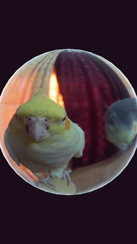 Hand tamed pair of cockatiel 6