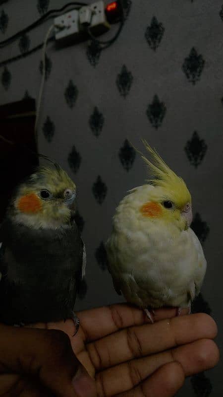 Hand tamed pair of cockatiel 7