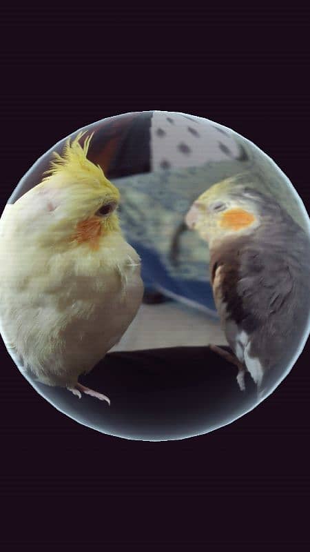 Hand tamed pair of cockatiel 9