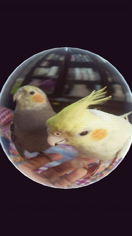 Hand tamed pair of cockatiel 10