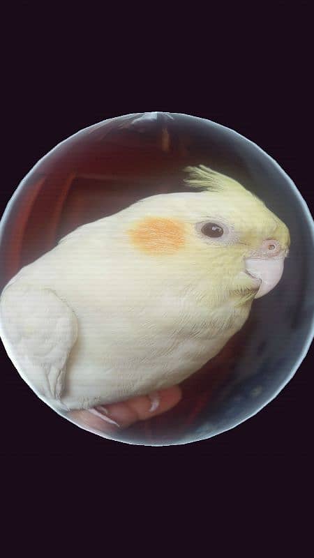 Hand tamed pair of cockatiel 12