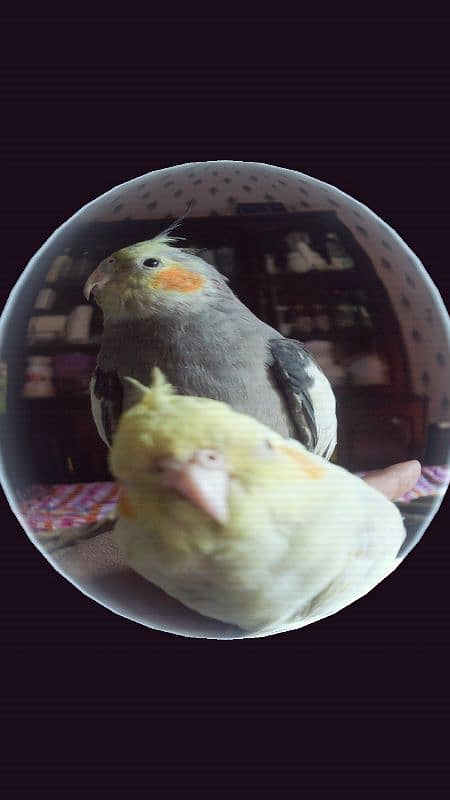 Hand tamed pair of cockatiel 13