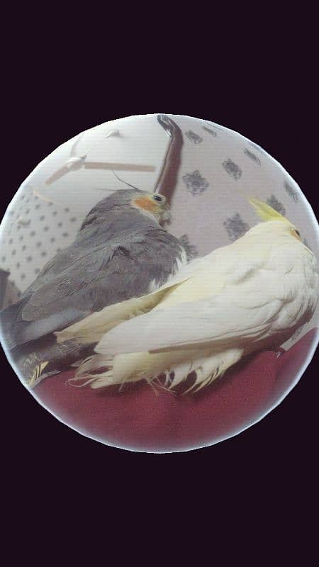 Hand tamed pair of cockatiel 16