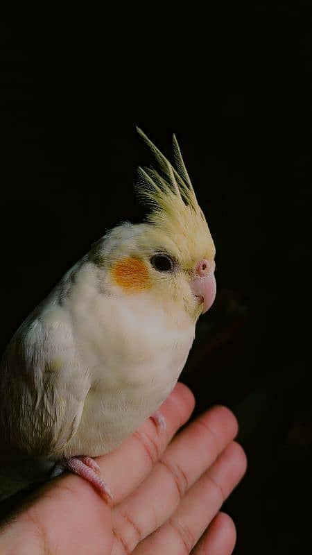 Hand tamed pair of cockatiel 18