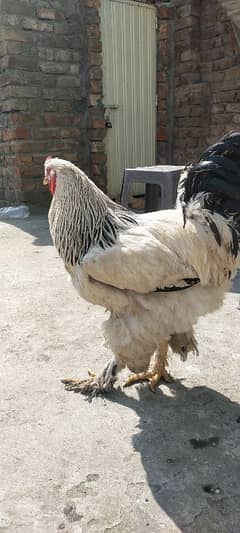 brahma male murga