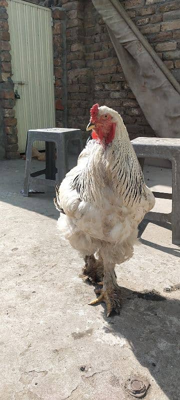 brahma male murga 1