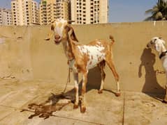 bakri available for sale with male kid