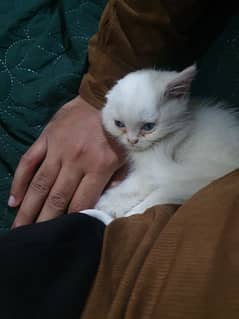 British Persian 2 Months Old Kitten