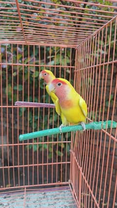 beautiful birds for sale