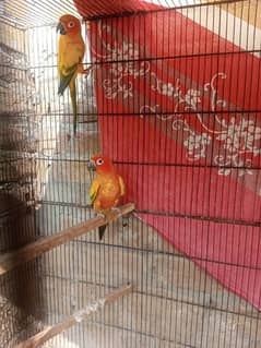 *sun conures* PAIR AVAILABLE FOR SALE