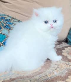 Persian cats kitten Punch face female and male both available