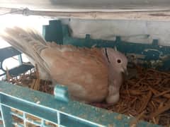 Dove's for sale