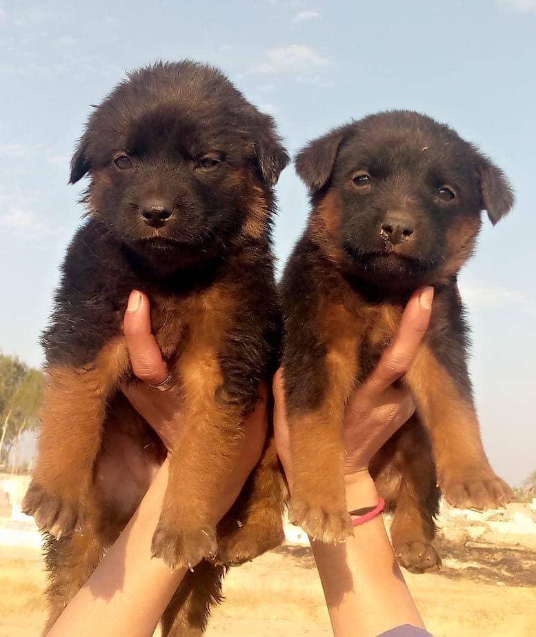 German Shepherd Pair / German Shepherd Long Coat Puppies For Sale 0