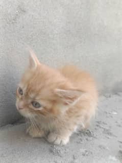 blue eyes persion double coat kittens foun and gingger color