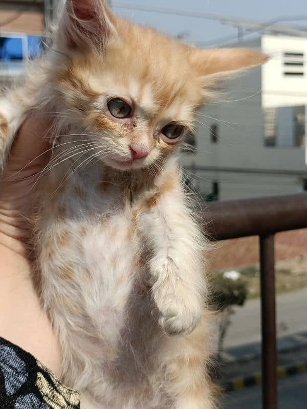 blue eyes persion double coat kittens foun and gingger color 1