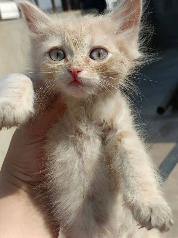 blue eyes persion double coat kittens foun and gingger color 5