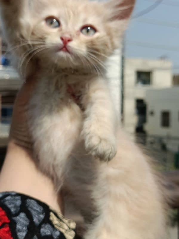 blue eyes persion double coat kittens foun and gingger color 7