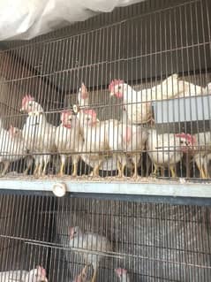 White Layer  PURE DESI Hens AVAILABLE