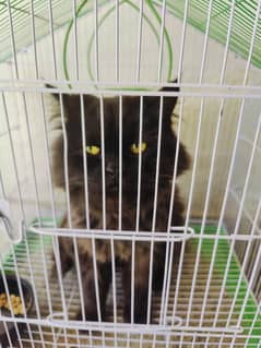 Persian cat jeet black color