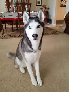 husky