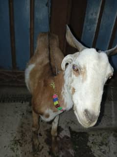 gabban bakri urgent sale