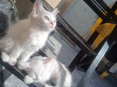 persian kittens double coat for sale odd eyes green eyes