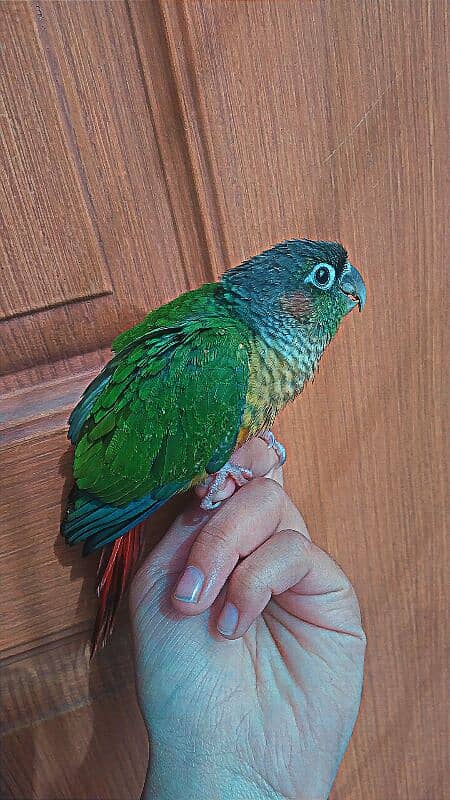 Female Conure Hand tamed 0