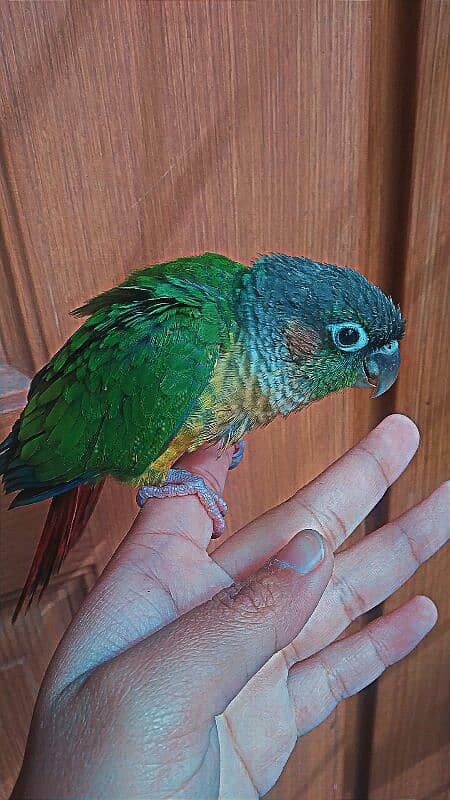 Female Conure Hand tamed 1