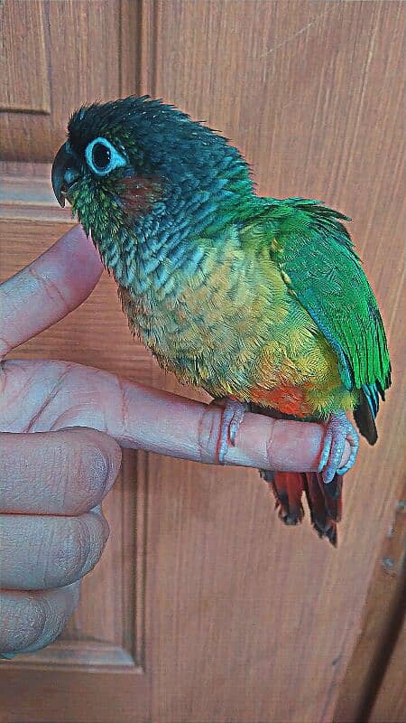 Female Conure Hand tamed 2