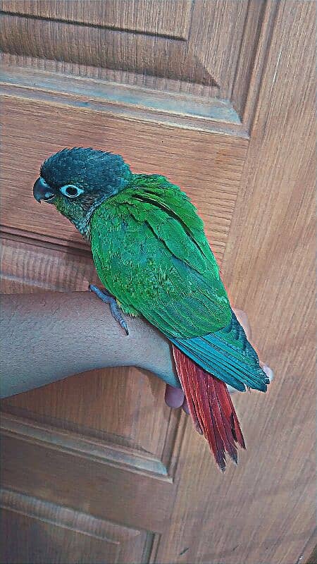 Female Conure Hand tamed 3